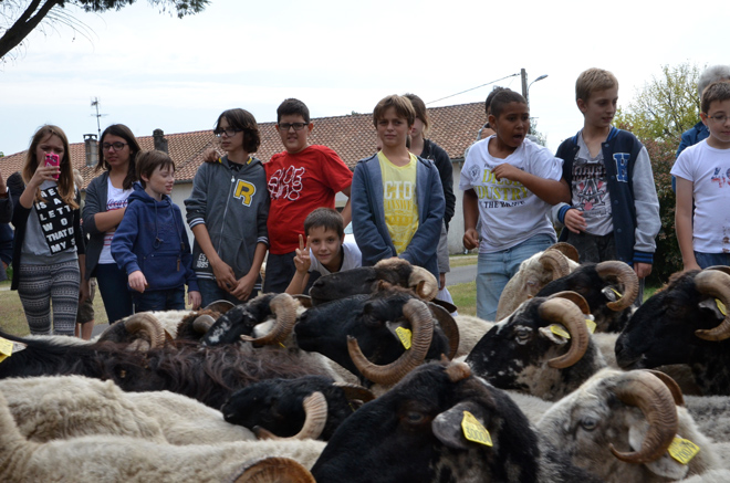 transhumance-st-jean-bosco-sept-2014