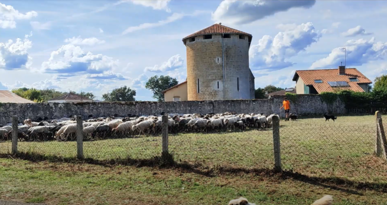 20 sept 2023 Les internes sur la route de la transhumance 2023